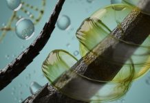 Acorn Biolabs lands $8m for follicle-based stem cell cryopreservation service Acorn Biolabs lands $8m for follicle-based stem cell cryopreservation service